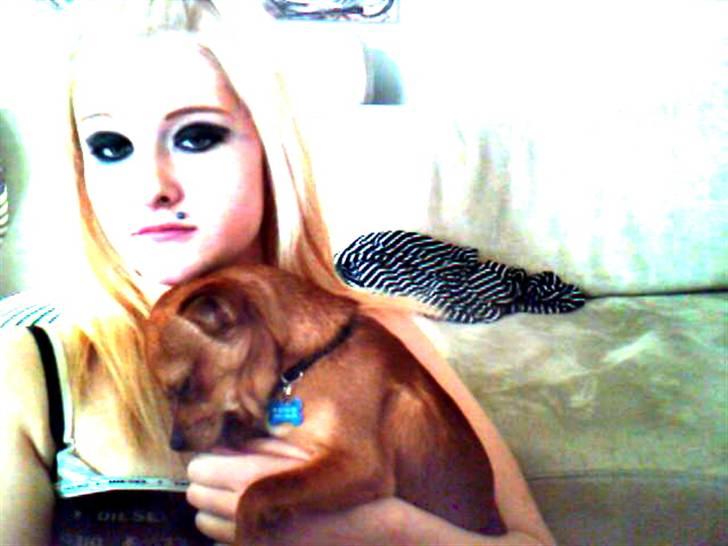 Chihuahua Max billede 5