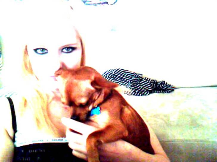 Chihuahua Max billede 6