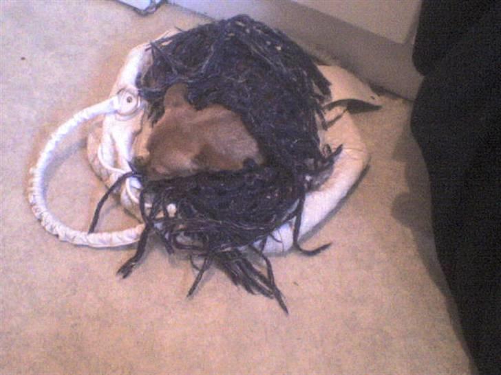 Chihuahua Max billede 7