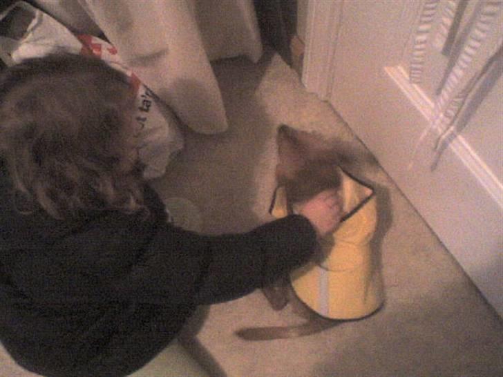 Chihuahua Max billede 8