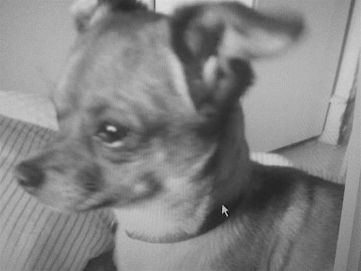 Chihuahua Max billede 9