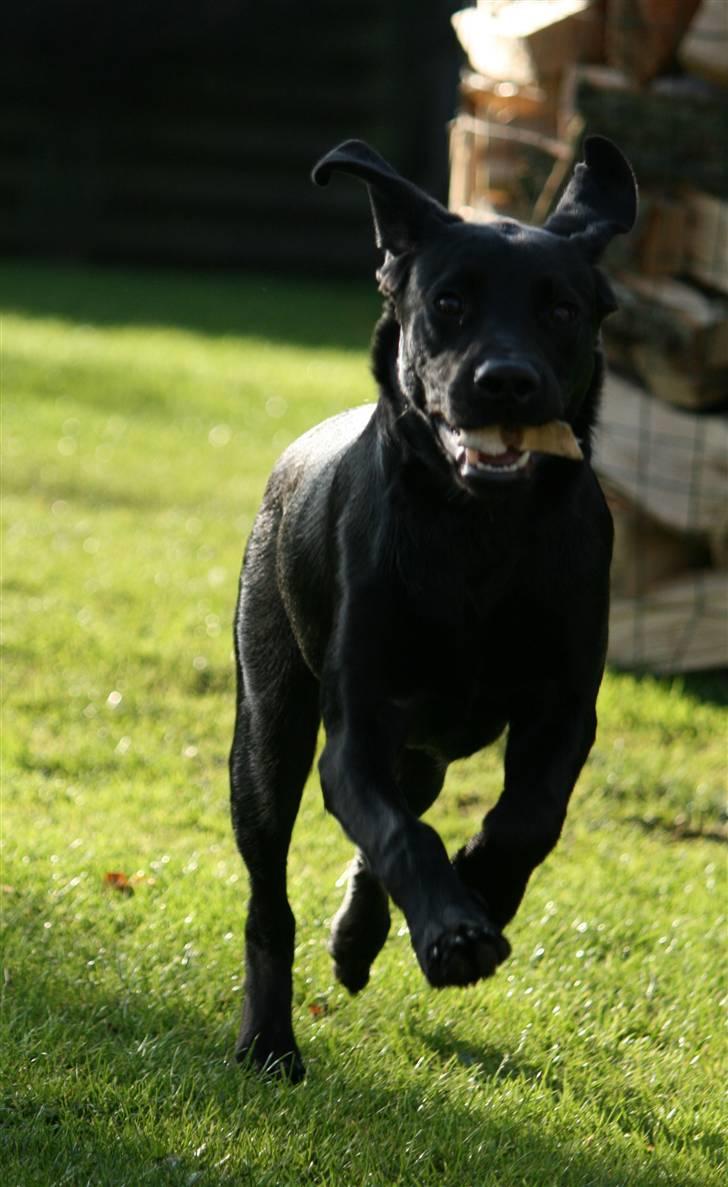 Labrador retriever Albert billede 1