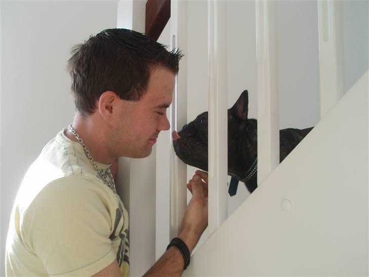 Fransk bulldog Albert - Far, du skal ha´ en smasker billede 6