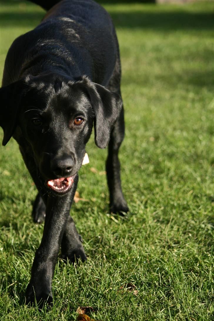 Labrador retriever Albert billede 2