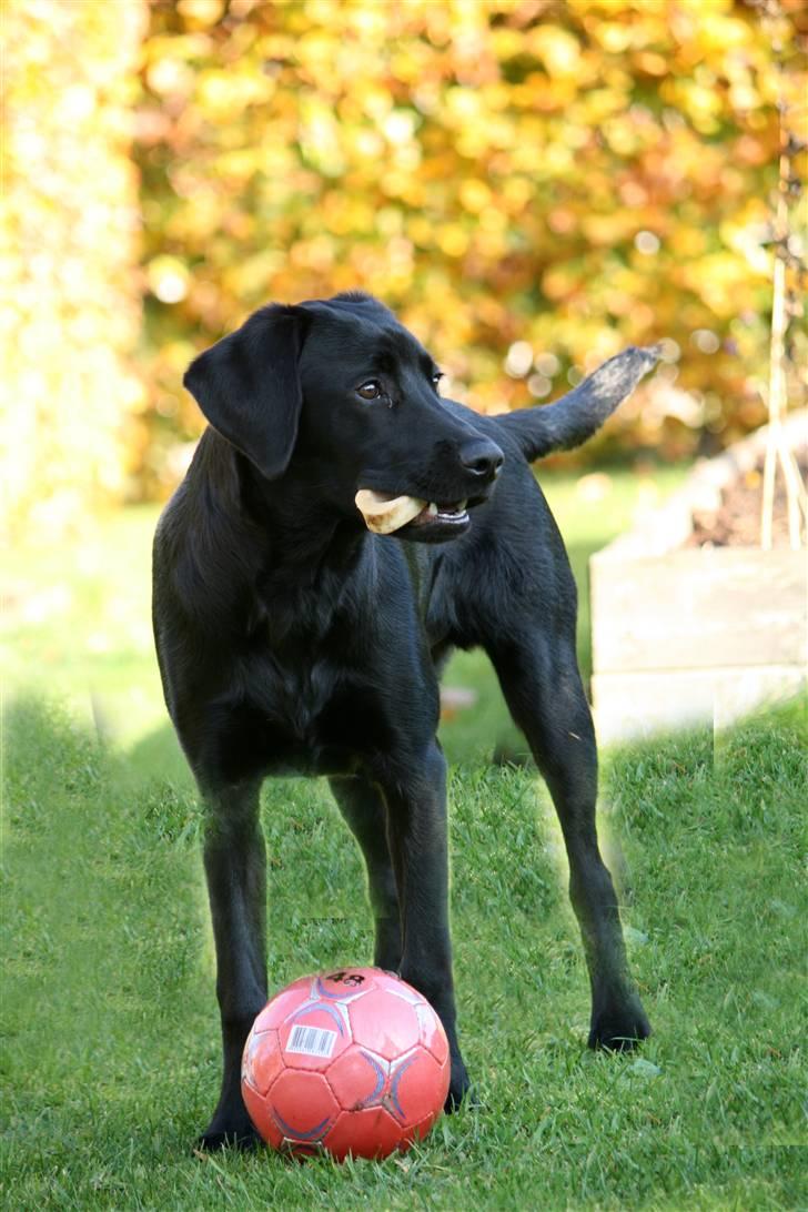 Labrador retriever Albert billede 3