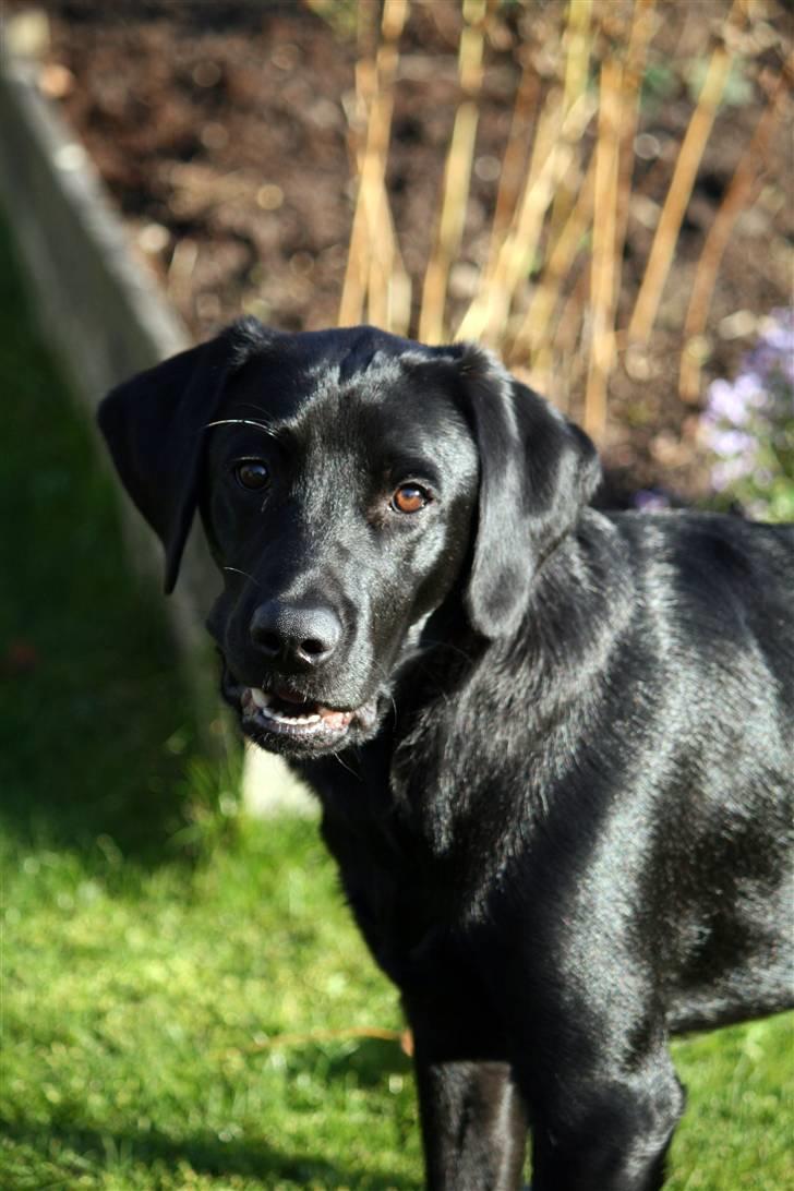 Labrador retriever Albert billede 4