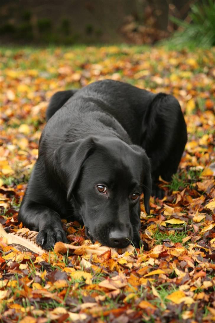 Labrador retriever Albert billede 5