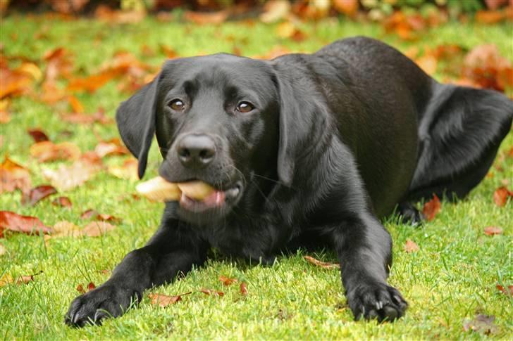 Labrador retriever Albert billede 6