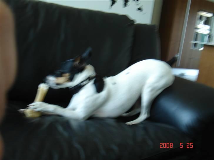 Dansk svensk gaardhund snubi - snubi der leger billede 1