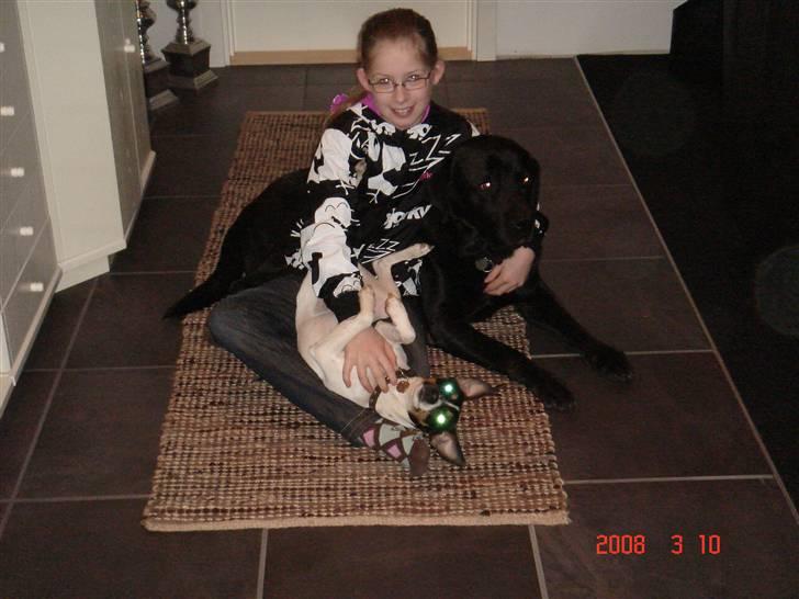 Dansk svensk gaardhund snubi - mig og snubi og blackie billede 2