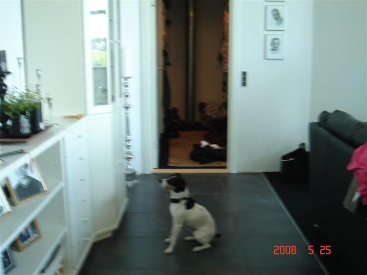 Dansk svensk gaardhund snubi - hvor er mit kødben billede 3