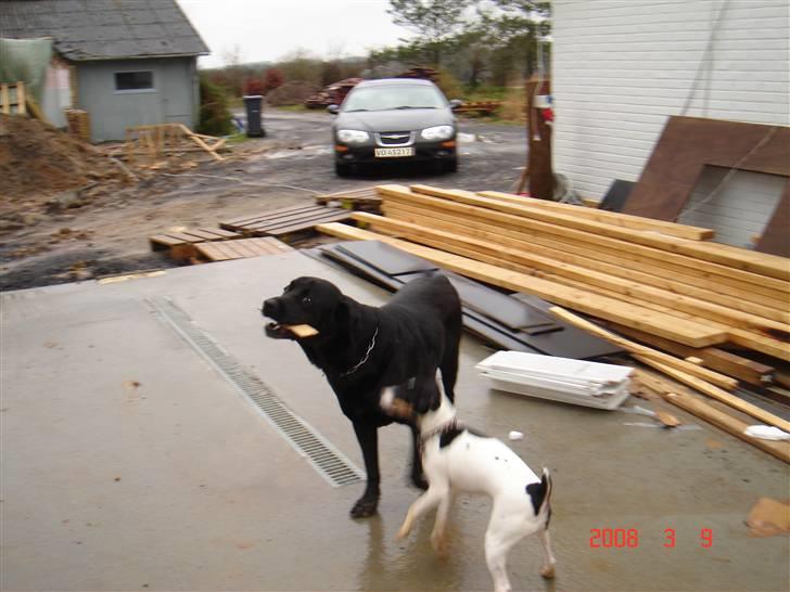 Dansk svensk gaardhund snubi - snubi og blackie der leger billede 4