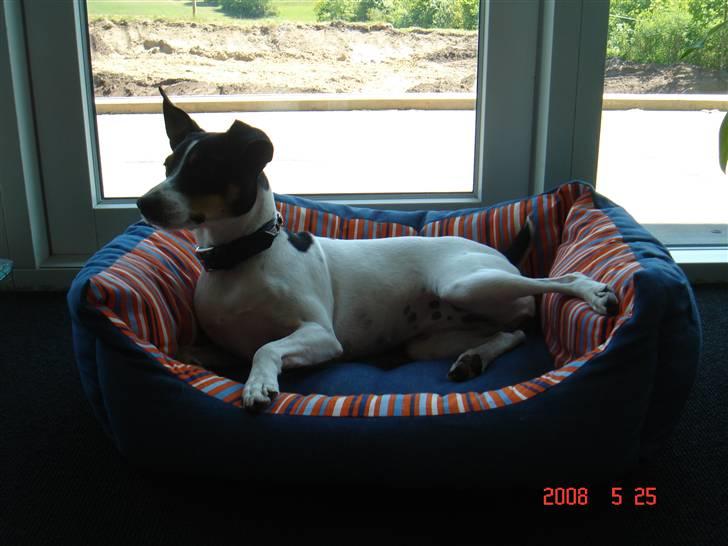 Dansk svensk gaardhund snubi - snubi da hun var gravid billede 5