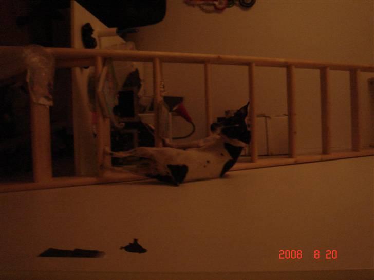 Dansk svensk gaardhund snubi - skal vi sove nu billede 6