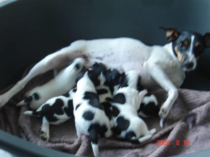 Dansk svensk gaardhund snubi - snubi og hendes hvalp billede 7