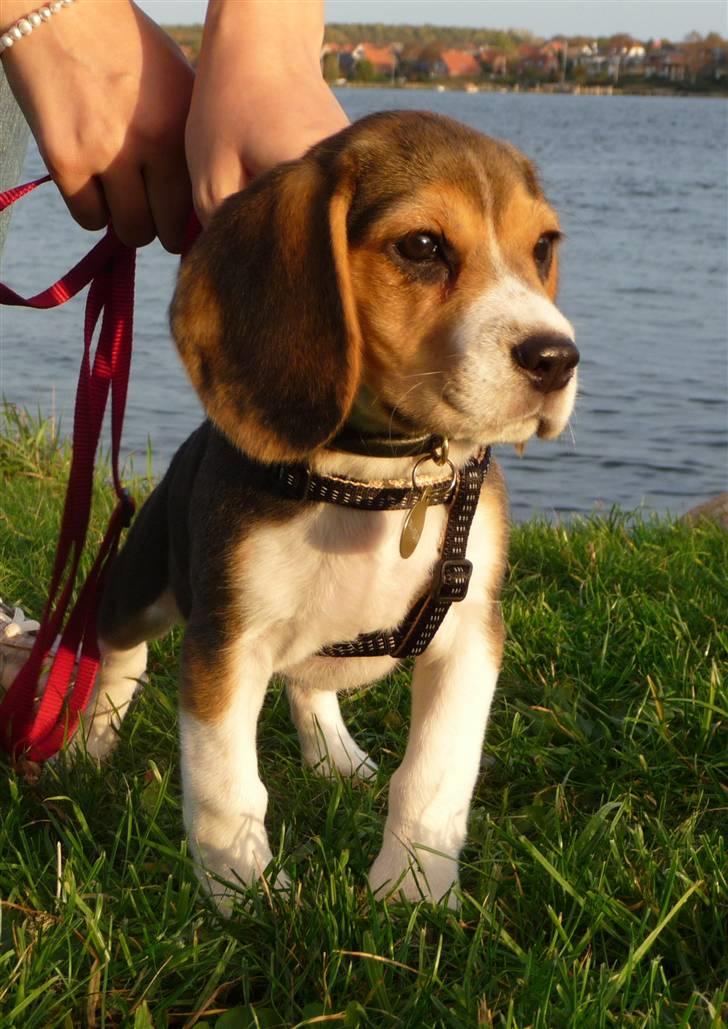 Beagle Rosa - 11 uger gammel - se mig lige - er jeg ikke flot! billede 12