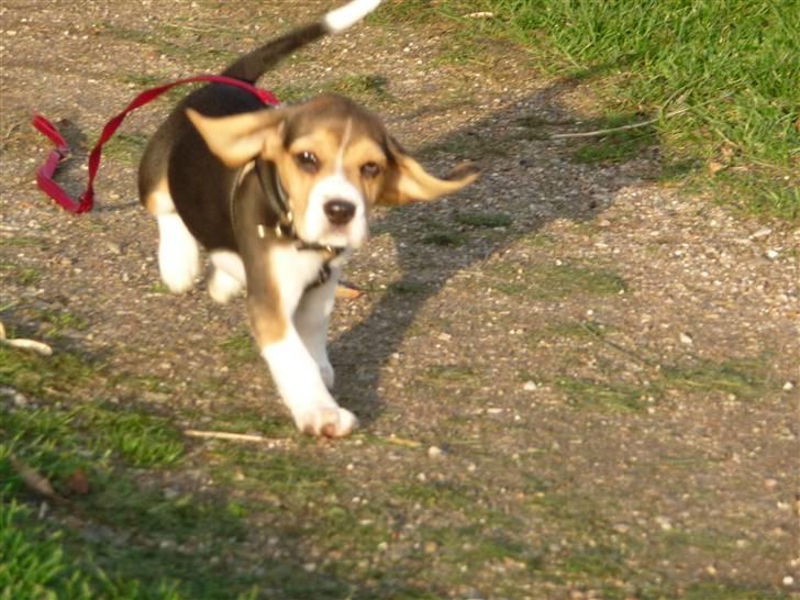 Beagle Rosa - 11 uger gammel - vind i ørerne - dejligt billede 13