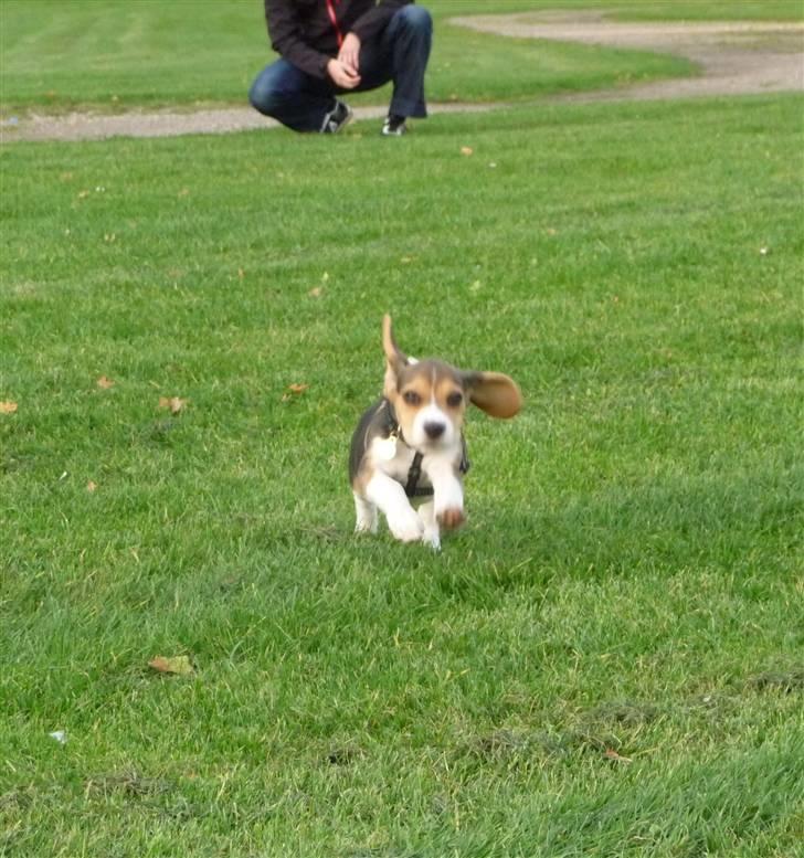 Beagle Rosa - 11 uger gammel - fuld fart på billede 14
