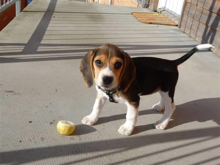 Beagle Rosa - 11 uger gammel - har netop opdaget, at æbler smager godt billede 15