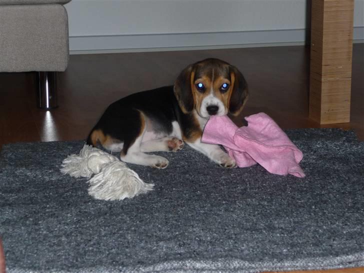 Beagle Rosa - 10 uger gammel - nåede lige at stjæle kluden til at tørre poter af med - frækkert billede 16