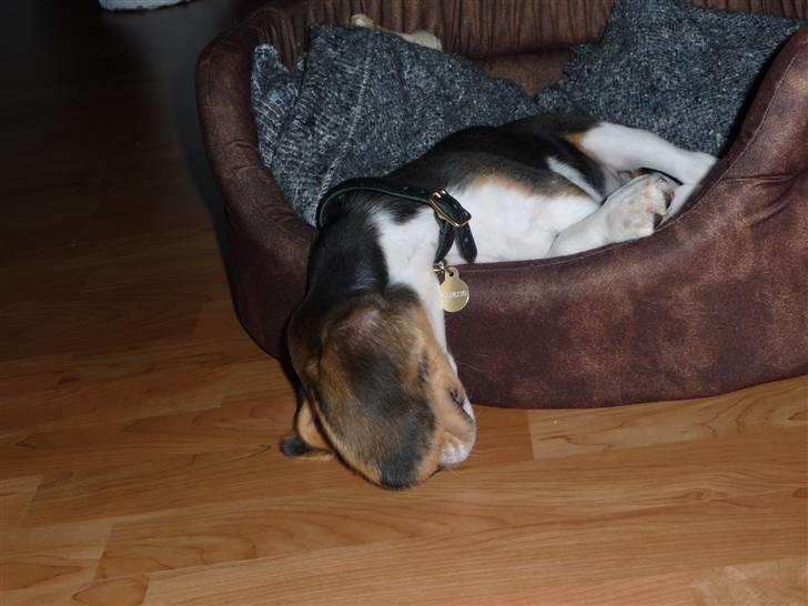 Beagle Rosa - 11 uger gammel - sådan sover Rosa ofte - snork...! :oD billede 17