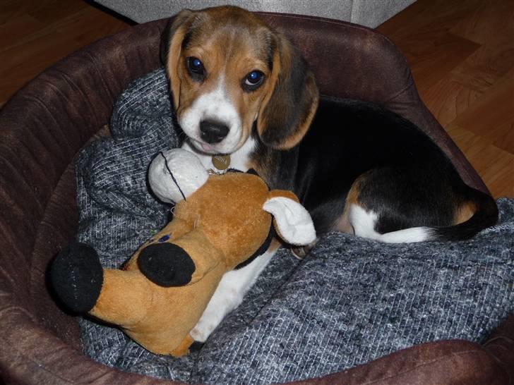 Beagle Rosa - 12 uger gammel - putter og slås lidt med sin bamse i kurven. billede 18