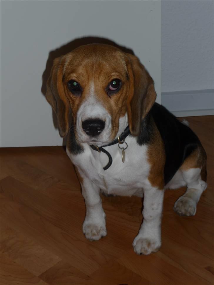 Beagle Rosa - 5 mdr gammel billede 19