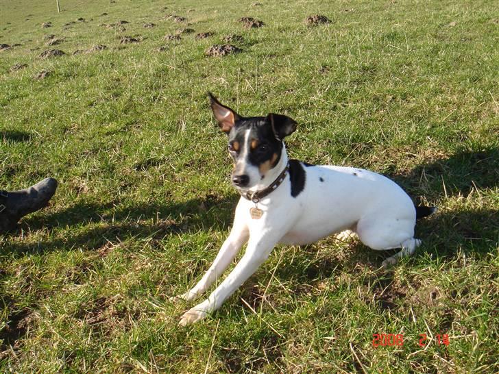 Dansk svensk gaardhund snubi - snubi ud for billede 8