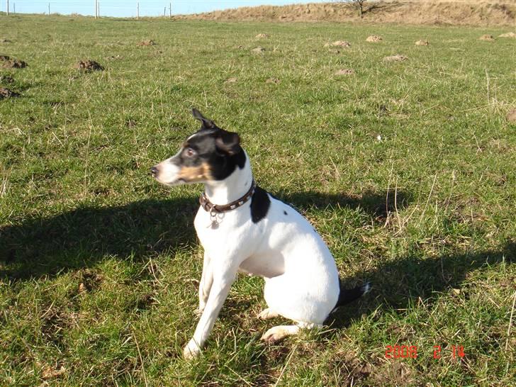 Dansk svensk gaardhund snubi - snubi (; billede 9