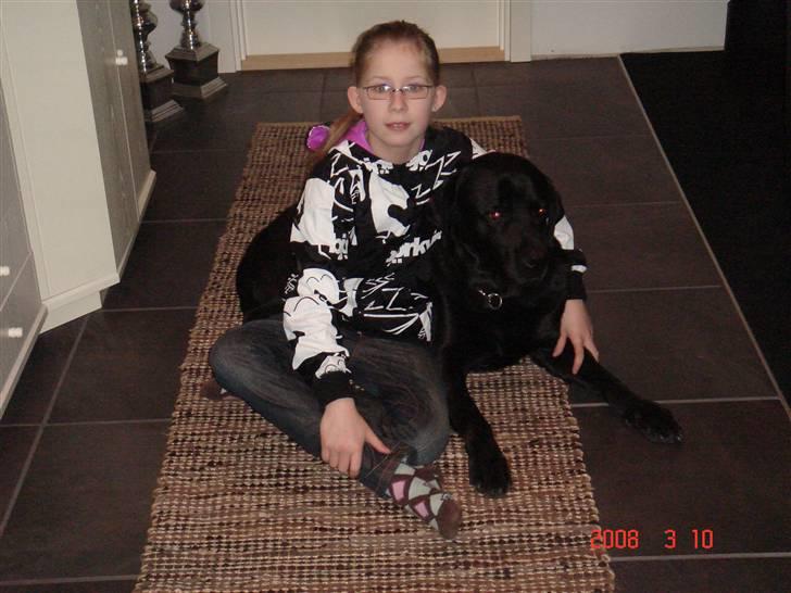 Labrador retriever blackie DØD! - blackie dag inden han død billede 1