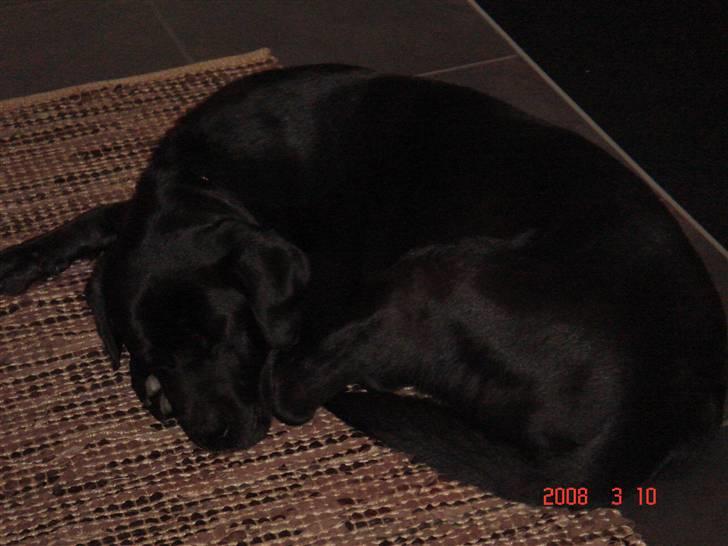 Labrador retriever blackie DØD! - blackie dag inden han død billede 2