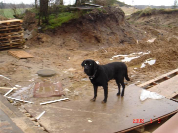 Labrador retriever blackie DØD! - blackie ud for (: billede 3