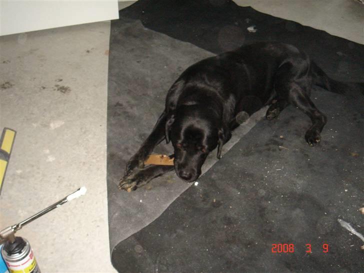 Labrador retriever blackie DØD! - blackie bid i en pen billede 4
