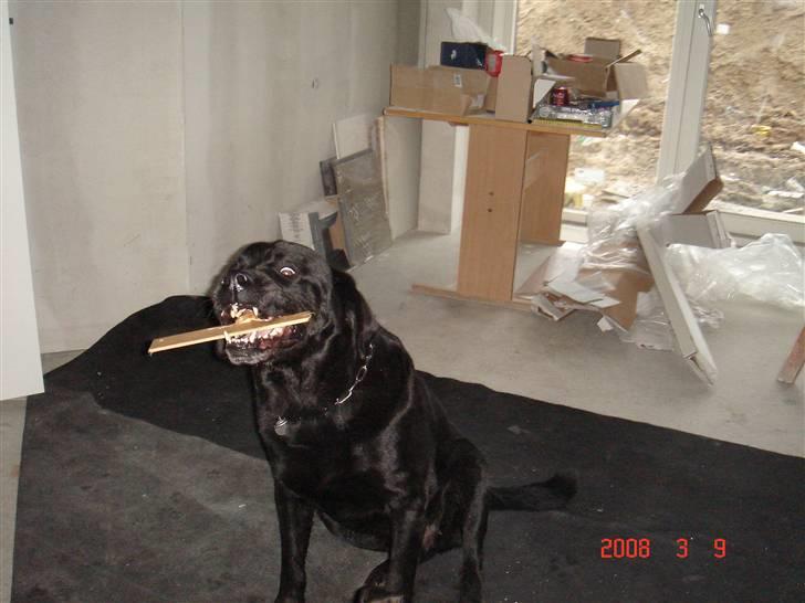 Labrador retriever blackie DØD! - blackie bid i en pen billede 5