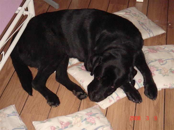 Labrador retriever blackie DØD! - blackie skal sove billede 6