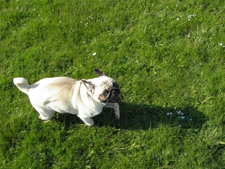 Mops Malibu billede 11