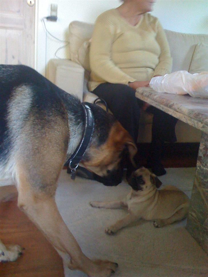 Mops Malibu billede 12