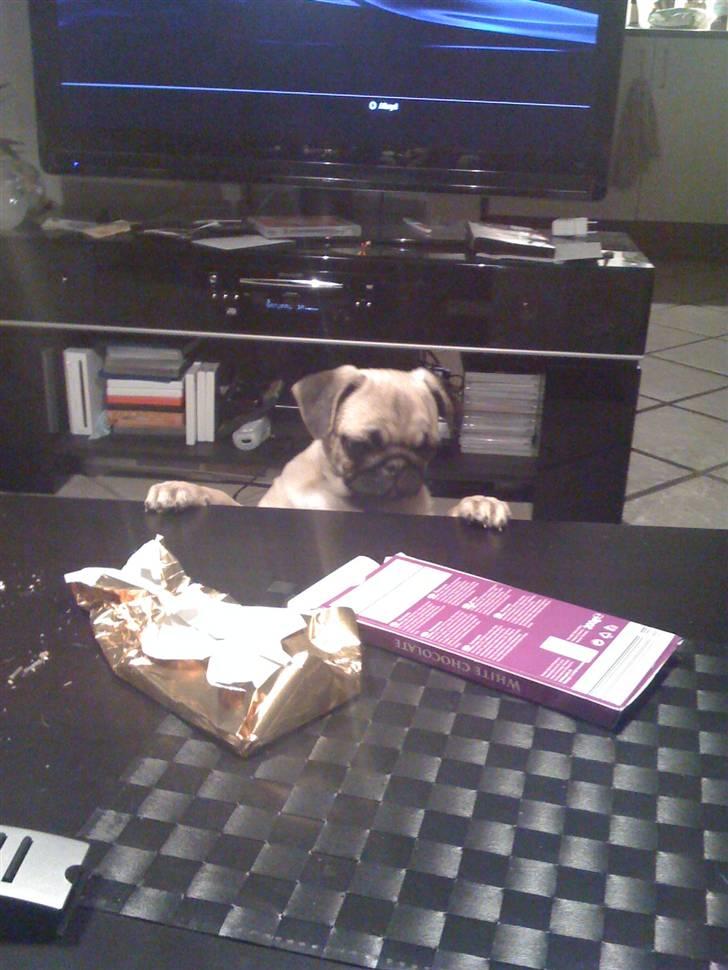 Mops Malibu billede 13