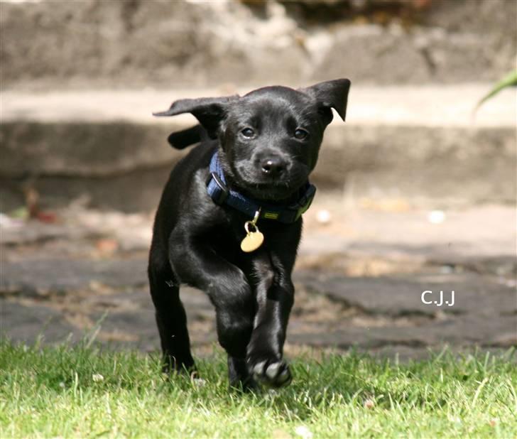 Labrador retriever Albert billede 7