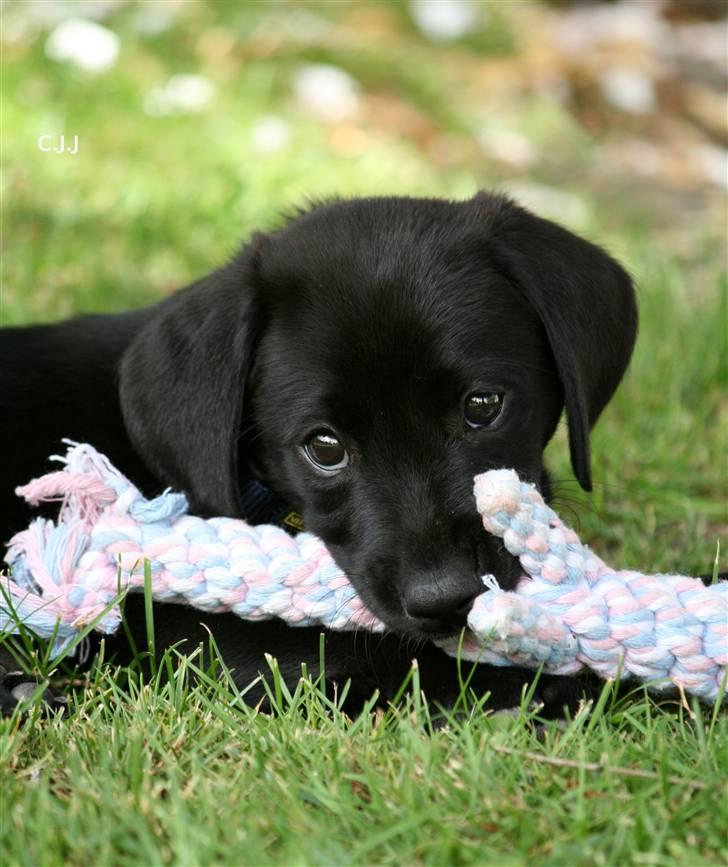 Labrador retriever Albert billede 8