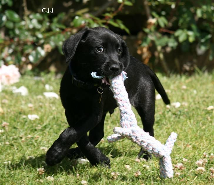 Labrador retriever Albert - Albert kun 10 uger gammel..  billede 9