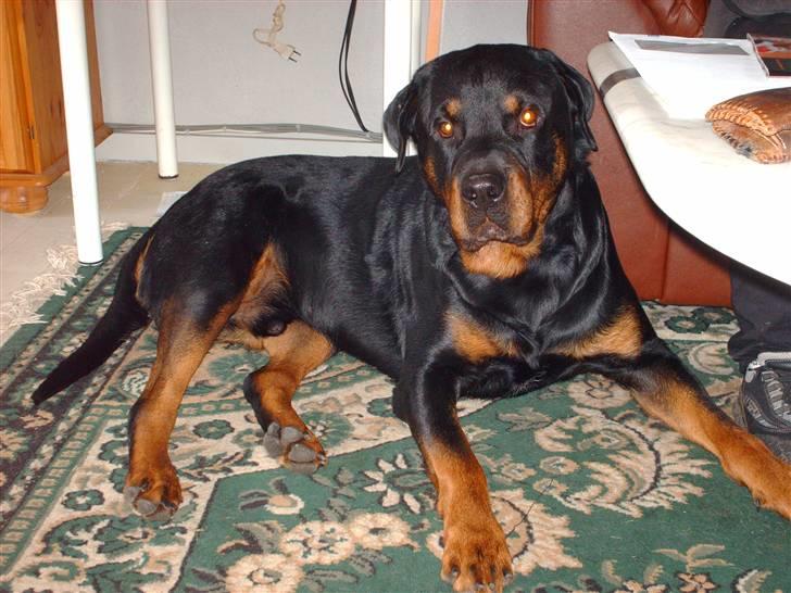 Rottweiler Thais - ja hej her er jeg.. billede 5