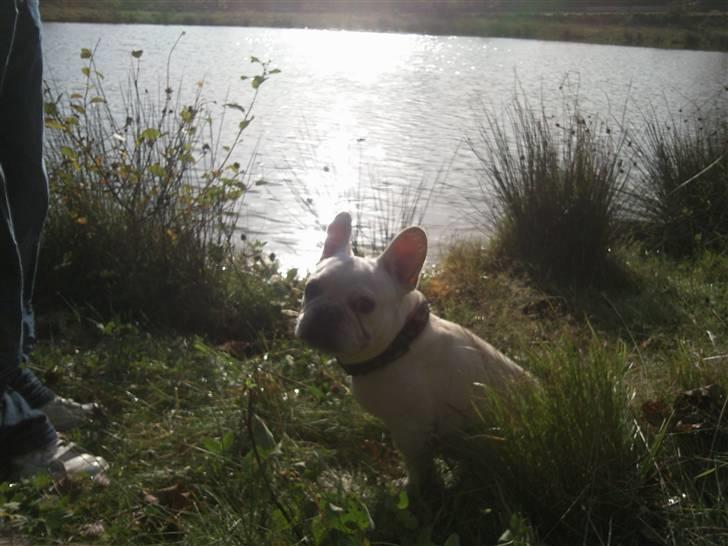 Fransk bulldog BoB billede 9