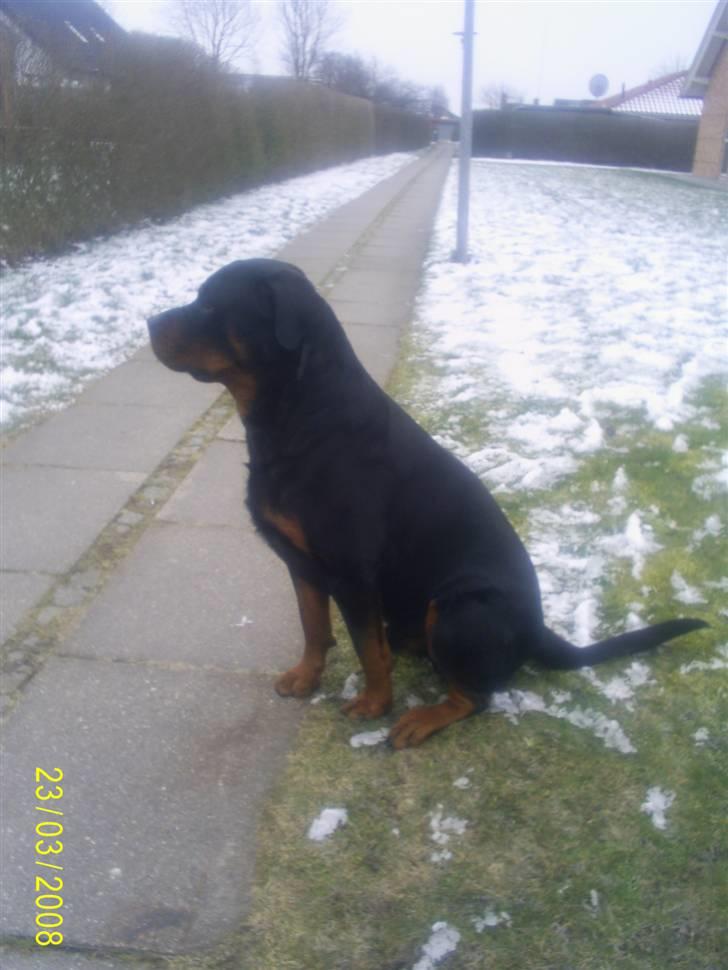 Rottweiler Thais - Lige ude at kigge på det hvide  billede 6
