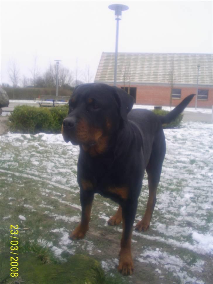 Rottweiler Thais - Er klar til at blive luftet billede 7