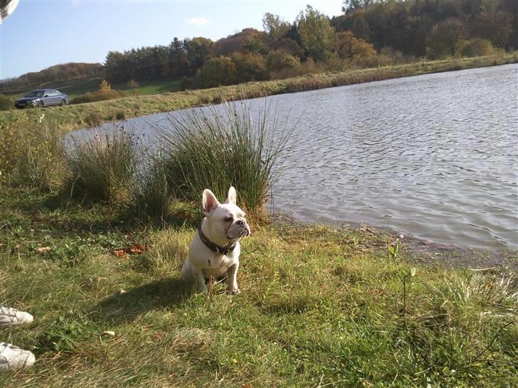 Fransk bulldog BoB - Jeg er så smuk. billede 10