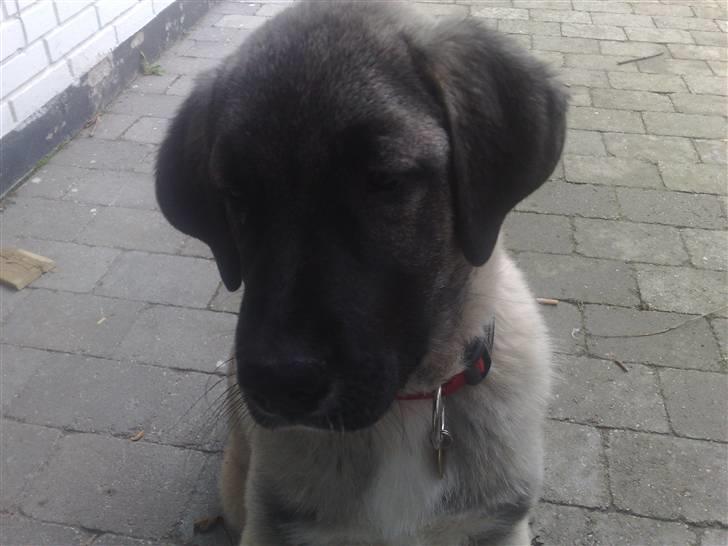 Kangal süslü billede 4