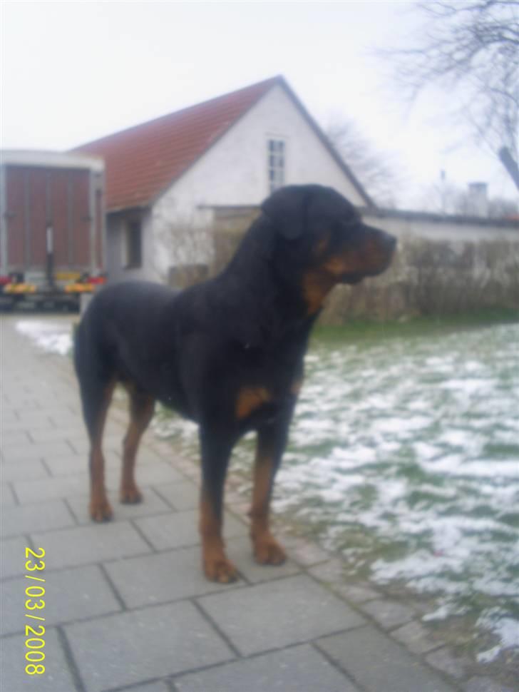 Rottweiler Thais billede 8