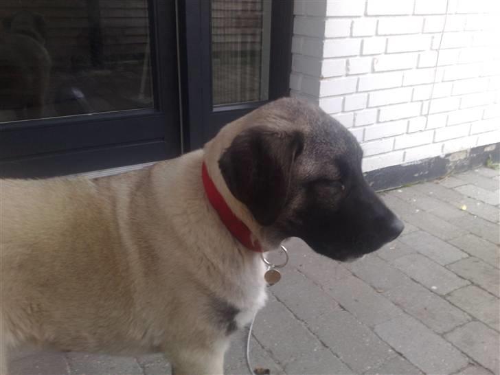 Kangal süslü billede 5