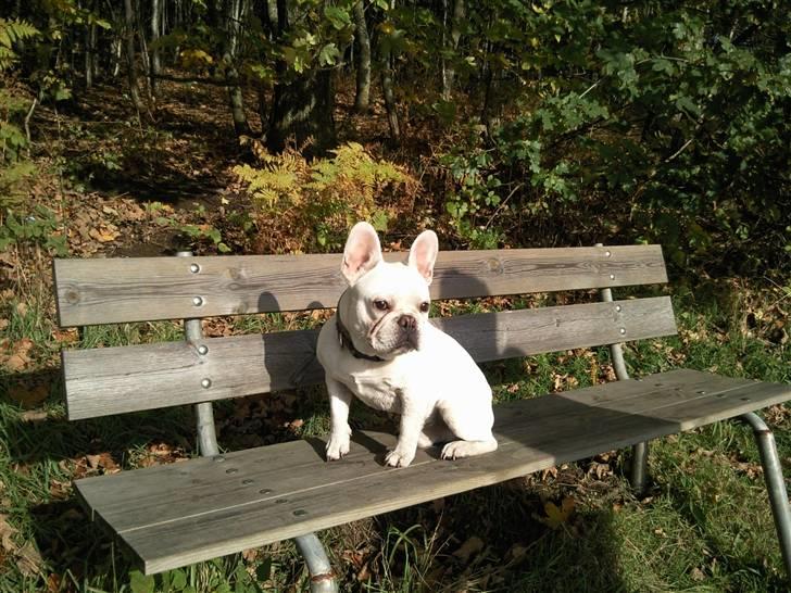 Fransk bulldog BoB - Gør mig lige til overfor fotografen. billede 11